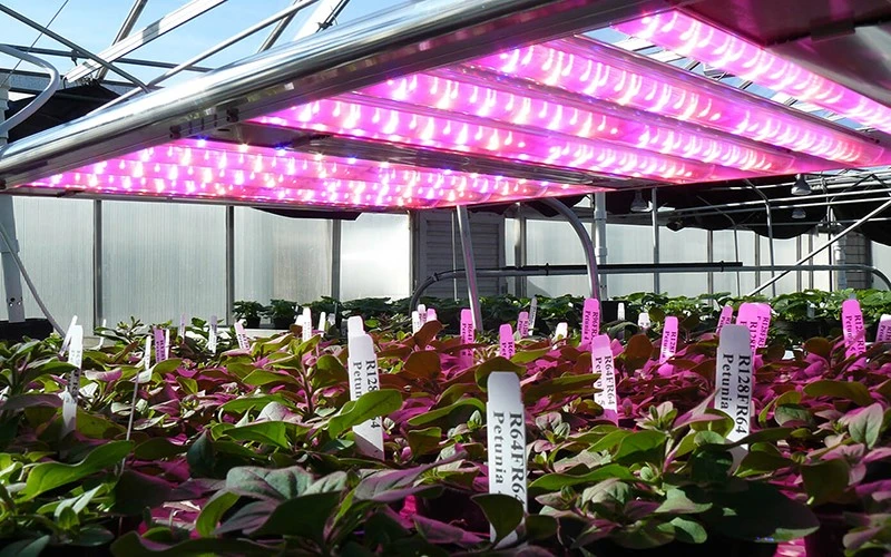 led grow light pics led grow light pics