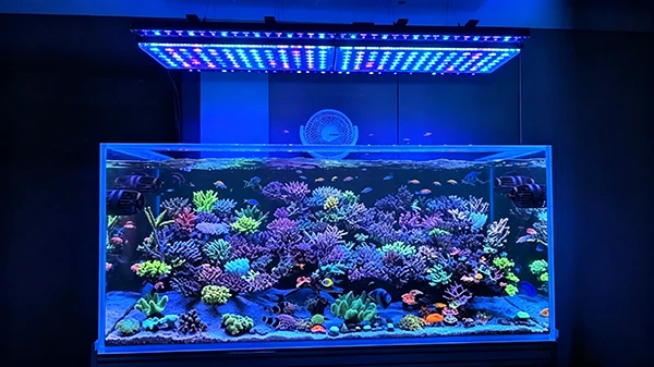 450nm Aquarium 450nm Aquarium