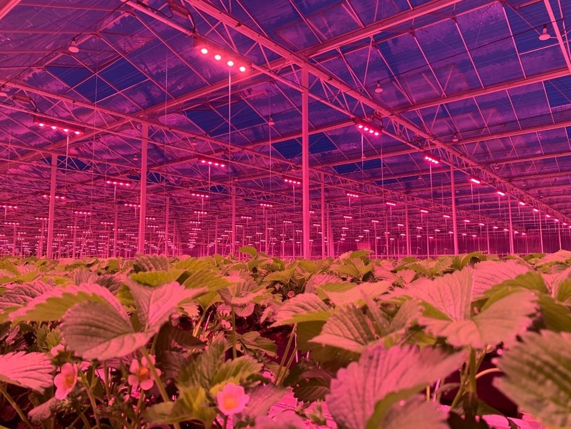 projecst-Strawberries-Belgium